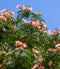 Albizia julibrissin Northern